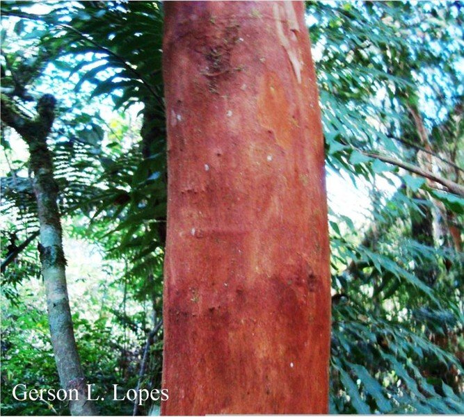 معرفی و راهنمای پرورش درختان میوه - توت گواوا